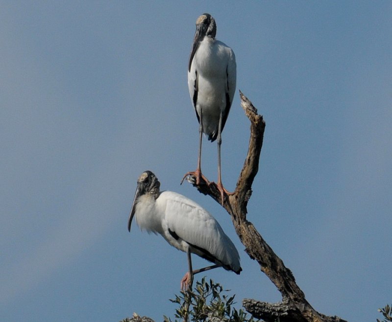 Wood Stork