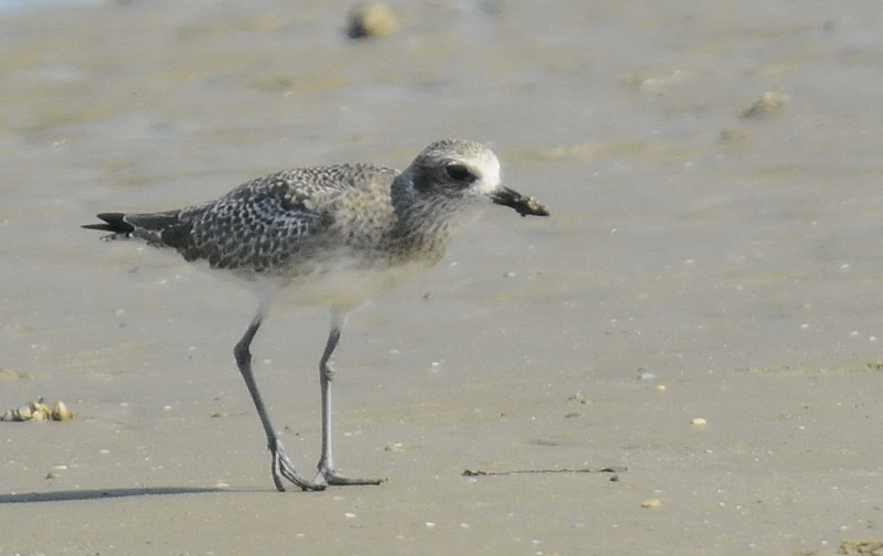 Black-bellied Plover