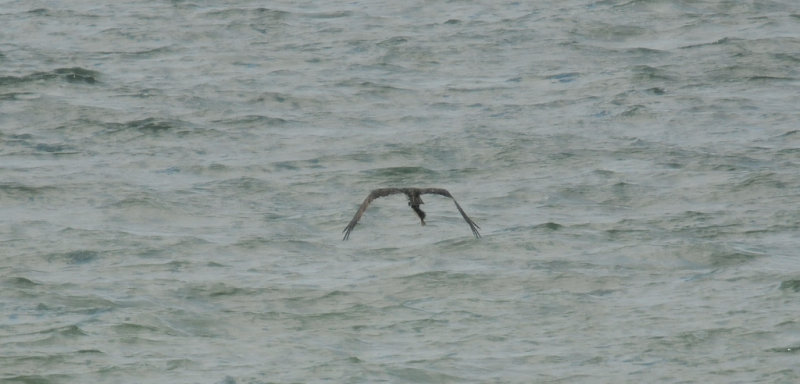 Hawk