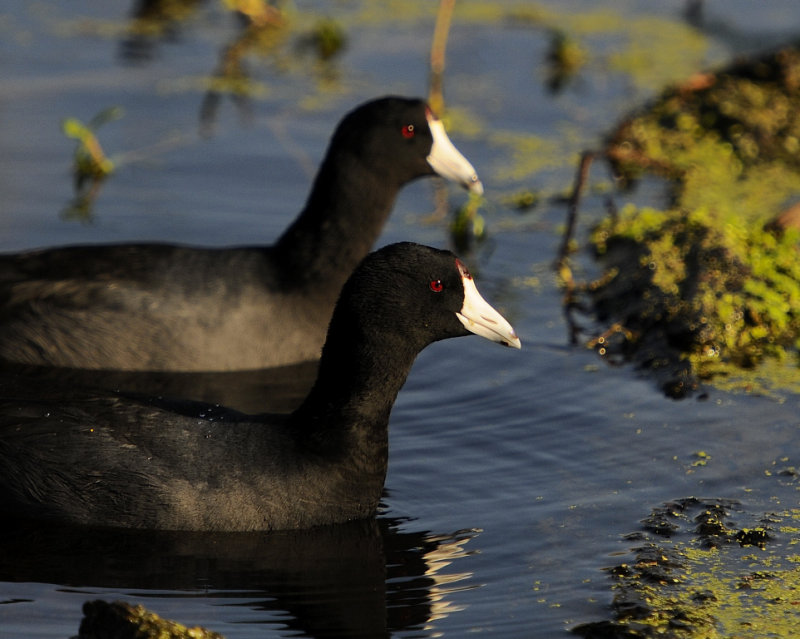 American Coot