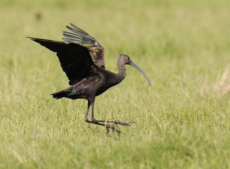 Glossy Ibis