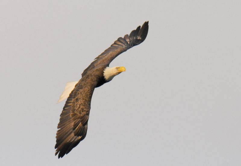 Bald Eagle