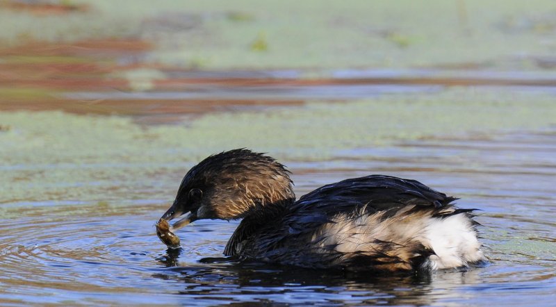 Pied-billed Grebe