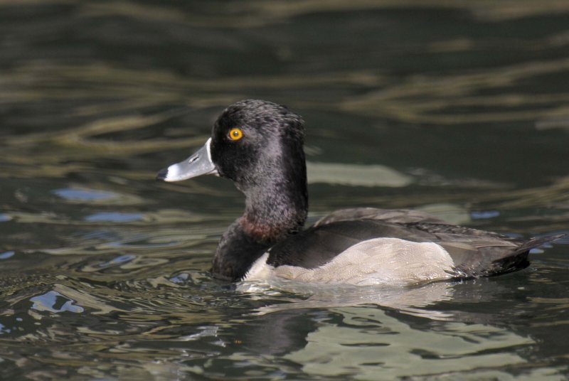 Ring-necked Duck