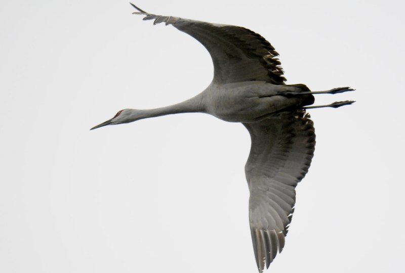 Sandhill Crane