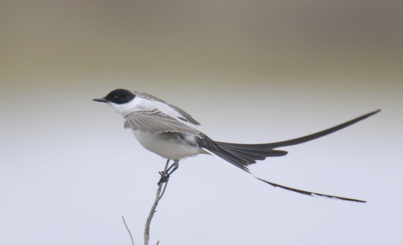 Fork-tailed Flycatcher