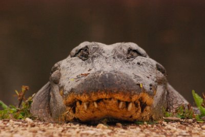 American Alligator