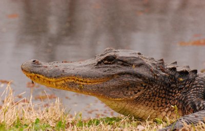 American Alligator