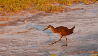 Clapper Rail