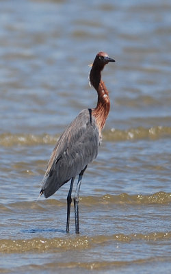 Reddish Egret