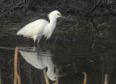 Snowy Egret