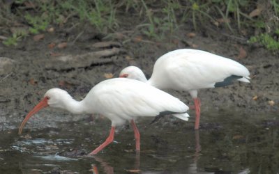 White Ibis