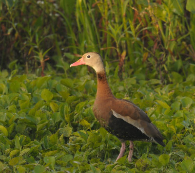 Black-bellied Whistling-Duck