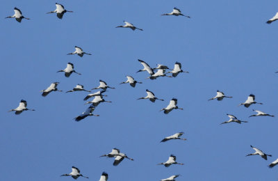 Wood Stork