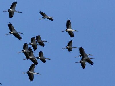 Wood Stork