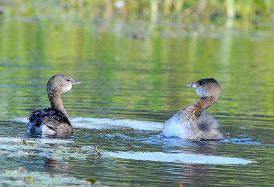 Pied-billed Grebe