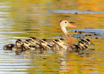 Black-bellied Whistling-Duck