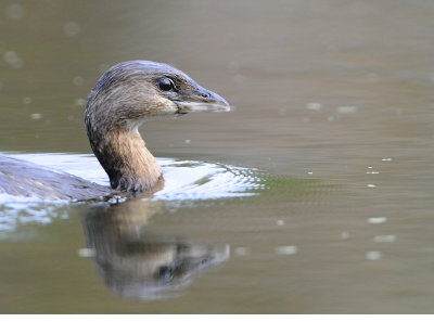 Pied-billed Grebe