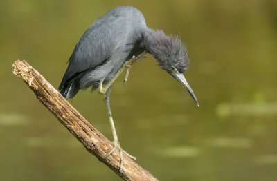 Little Blue Heron