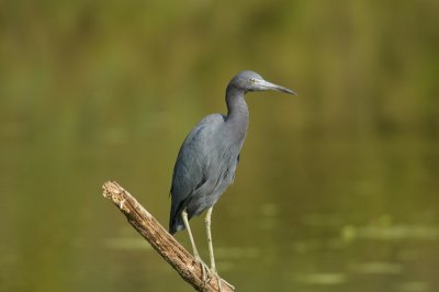 Little Blue Heron