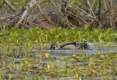 Wood Duck