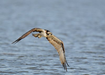 Osprey