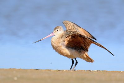 Marbled Godwit