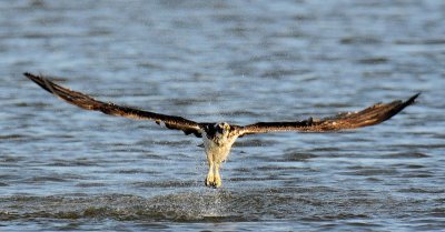 Osprey