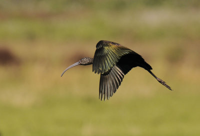 Glossy Ibis