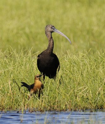 Glossy Ibis - Female Boat-tailed Grackle