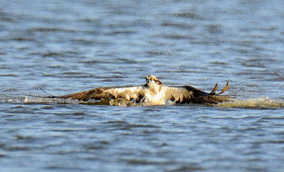 Osprey