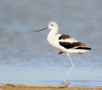 American Avocet