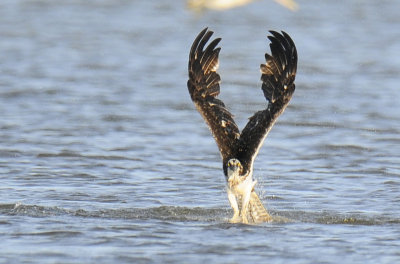 Osprey