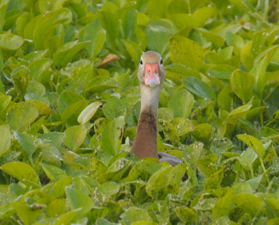 Black-bellied Whistling- Duck