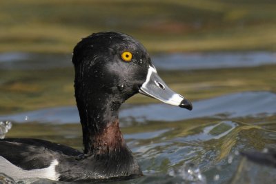 Ring-necked Duck