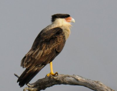 Crested Caracara