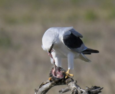 White-tailed Kite