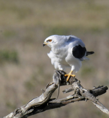 White-tailed Kite