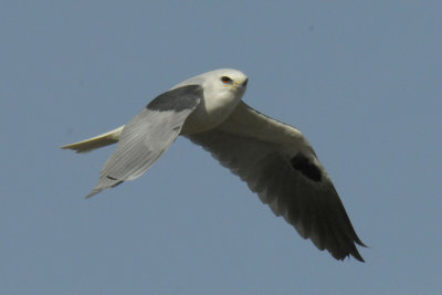 White-tailed Kite