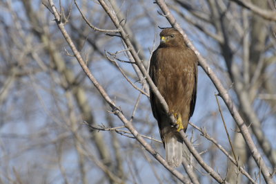 Immature Red-shouldered  Hawk