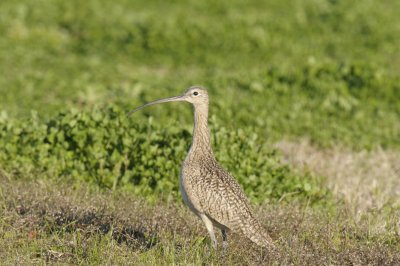 Whimbrel