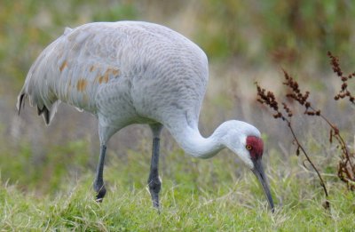 Sandhill Crane