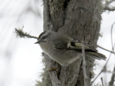 Golden-crowned Kinglet