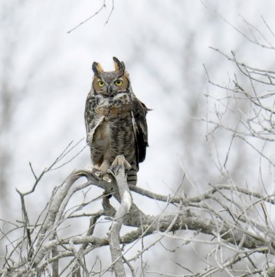 Great Horned Owl