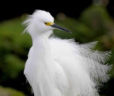 Snowy Egret