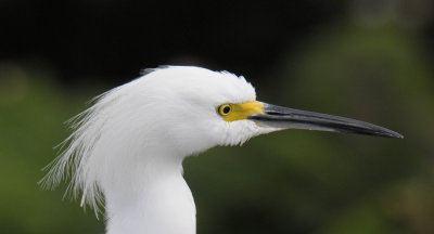 Snowy Egret