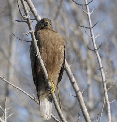 Immature Red-shoulder Hawk