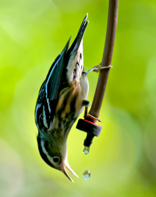 Black-and-white Warbler