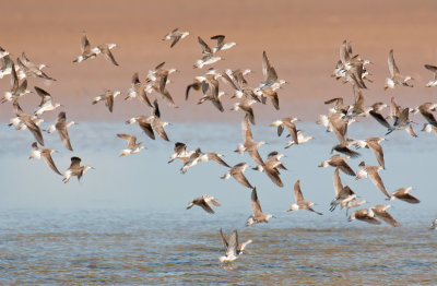 Wilson's Phalarope