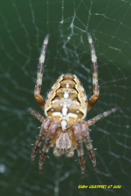 Araignée attendant sa proie